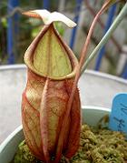 Nepenthes globosa 1